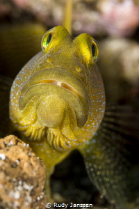 The Yellow Watchman Goby by Rudy Janssen 
